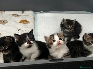 LaPerm cats Long Coat Laperm kittens - Advert 3