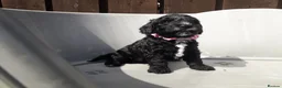 Cockapoo dogs for sale: Cockerpoo puppies. F1 5 boys 2 girls lemon /black  - Advert 30