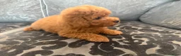 Maltipoo dogs for sale: Health tested Maltipoos - Advert 19