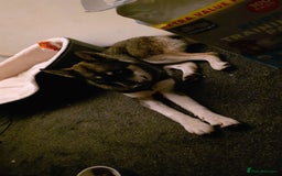 Siberian Husky dogs for sale: Siberian husky 6 months old - Image 8