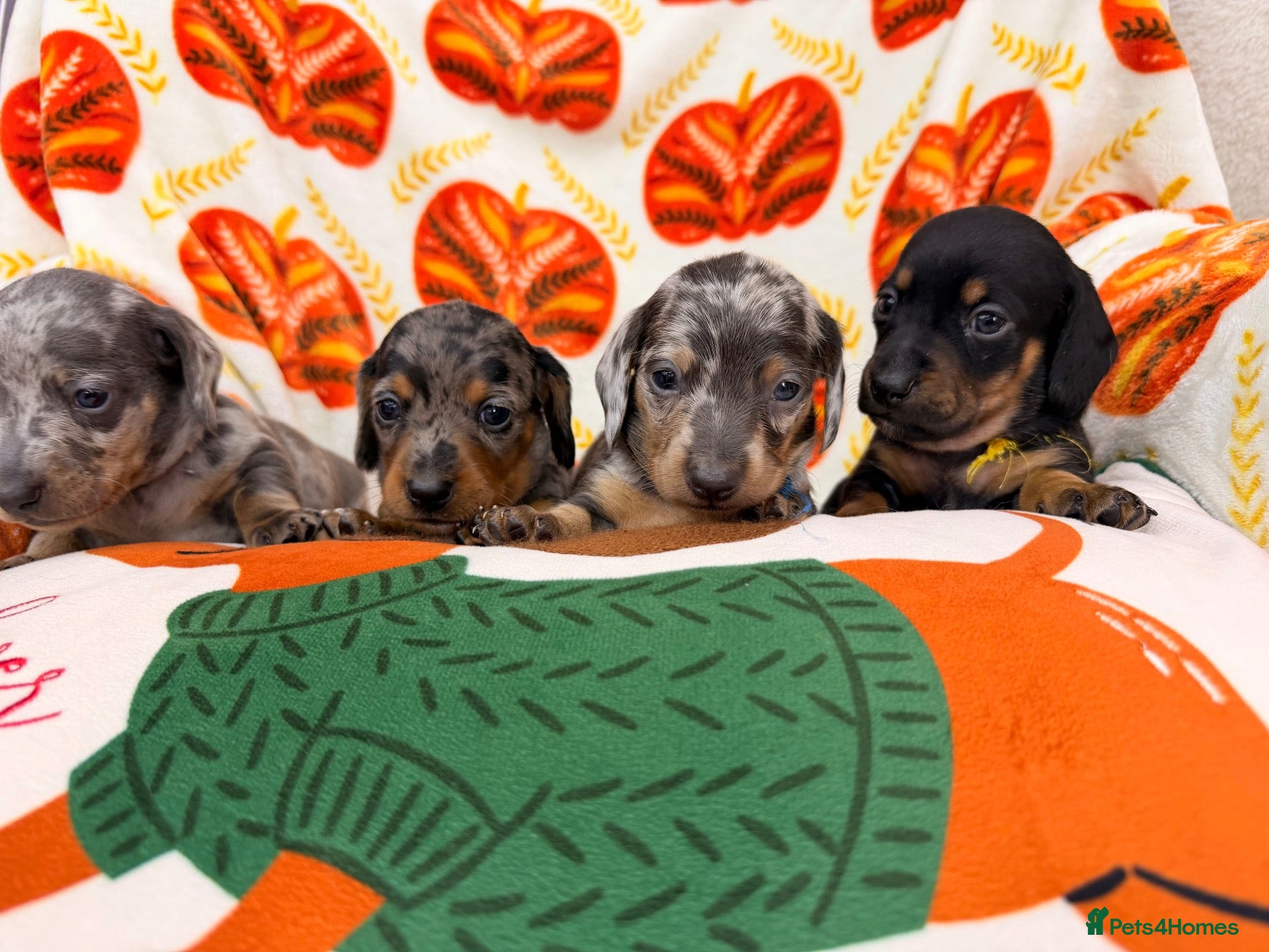 Miniature Dachshund dogs 4 adorable miniature dachshund boys available  - Advert 1