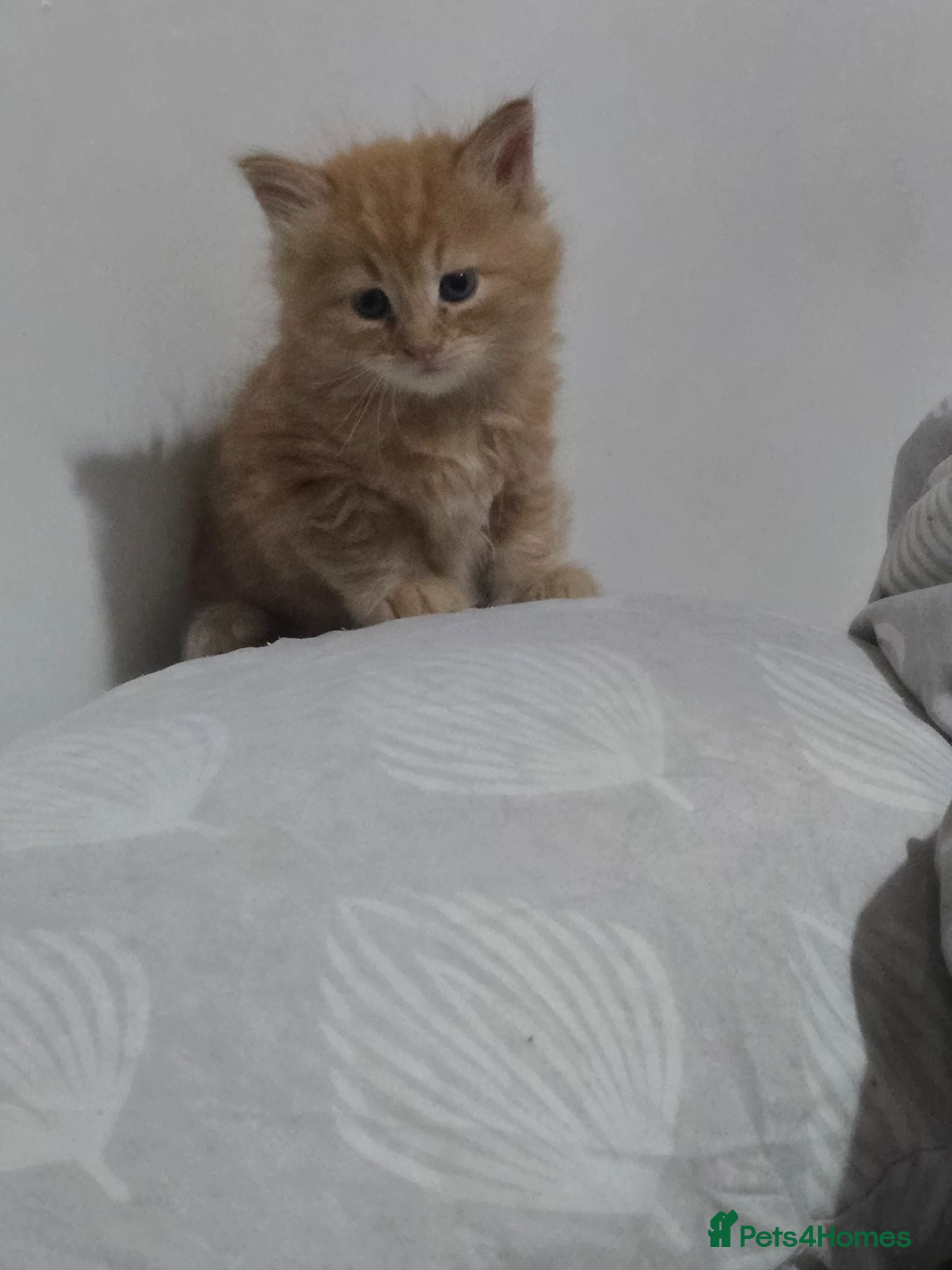 Mixed Breed cats Dad full maine coons and mum mixed ragdoll - Advert 2