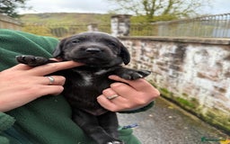 Springador dogs for sale: Lab/spaniel pups  - Image 7