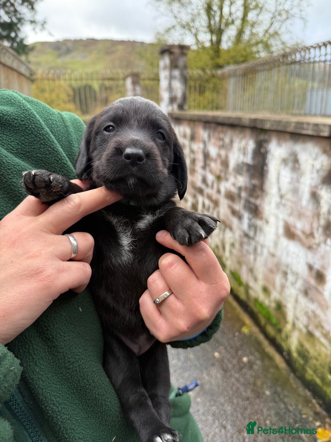 Springador dogs for sale: Lab/spaniel pups  - Image 7