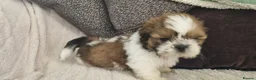 Shih Tzu dogs for sale: Shihtzu puppies - Advert 16