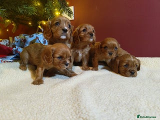 Cavalier King Charles Spaniel dogs Stunning DNA Clear Cavaliers - Advert 1