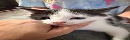 Mixed Breed cats for sale: Last two kittens ready for reserving  - Advert 4