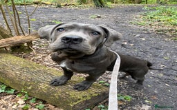 Cane Corso dogs for stud: Cane Corso male stud  - Image 9