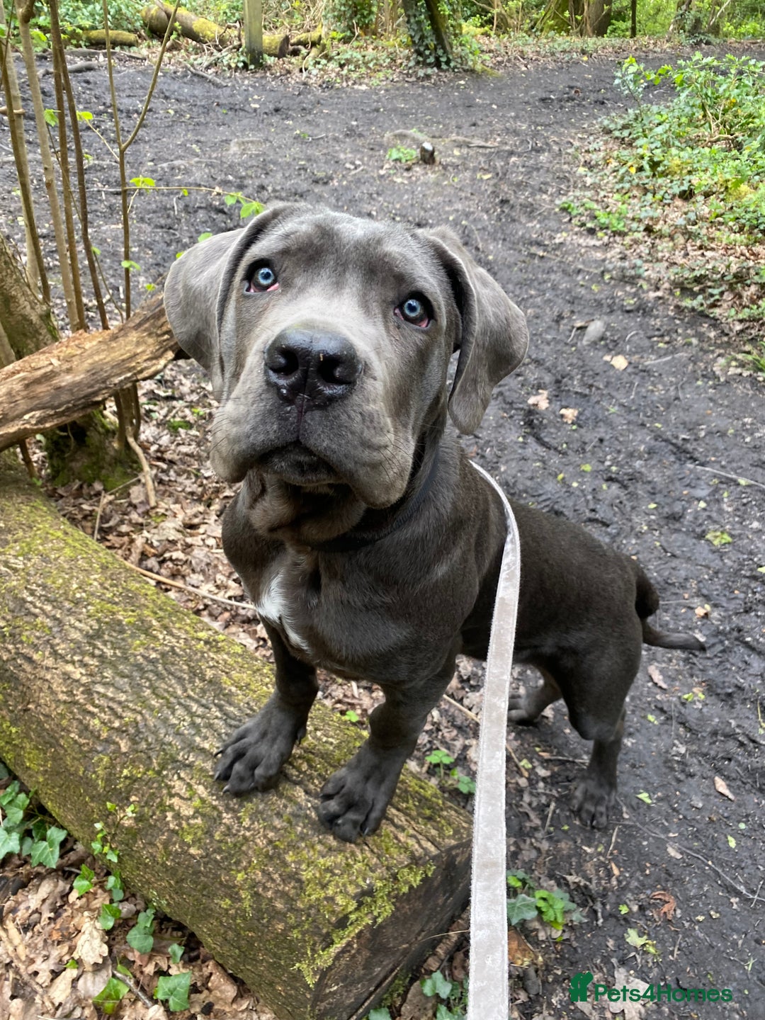 Cane Corso dogs for stud: Cane Corso male stud  - Image 9