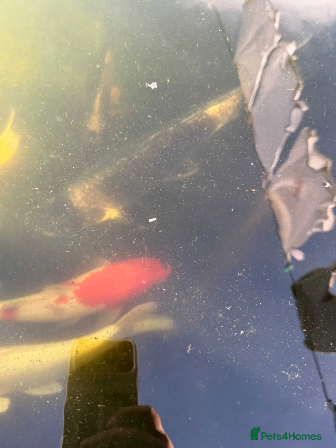 Koi Carp fish for sale: Adult koi carp - Advert 2