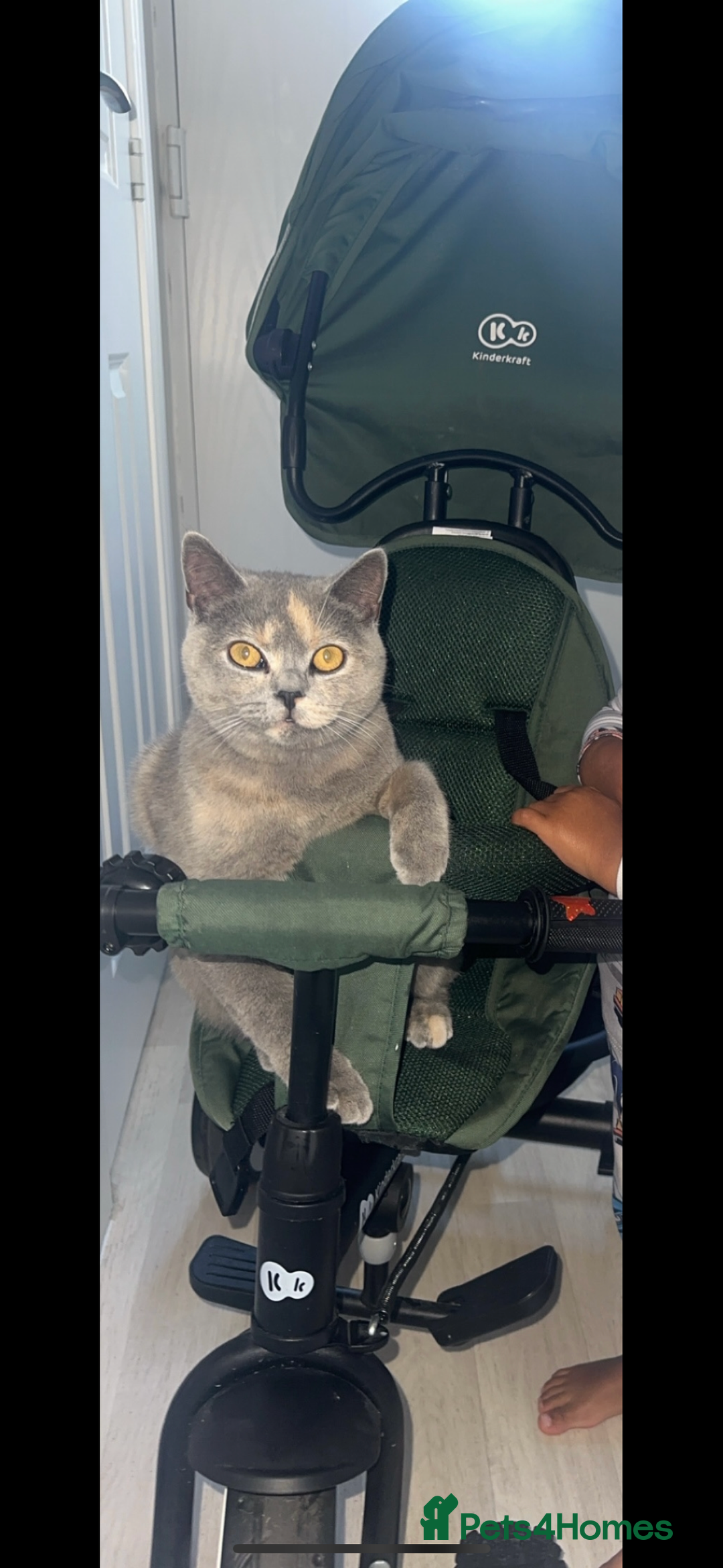 British Shorthair cats for sale: British short hair x Scottish fold  - Image 1