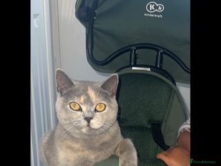 British Shorthair cats British short hair x Scottish fold - Advert 17