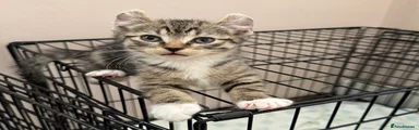 Tabby Female