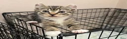 Mixed Breed cats for sale: Kittens READY! Sphynx cross - Advert 30