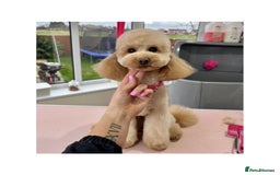 Miniature Poodle dogs for stud: Proven - KC REG MINIATURE POODLE STUD 🐩🐾 in Doncaster - Image 1