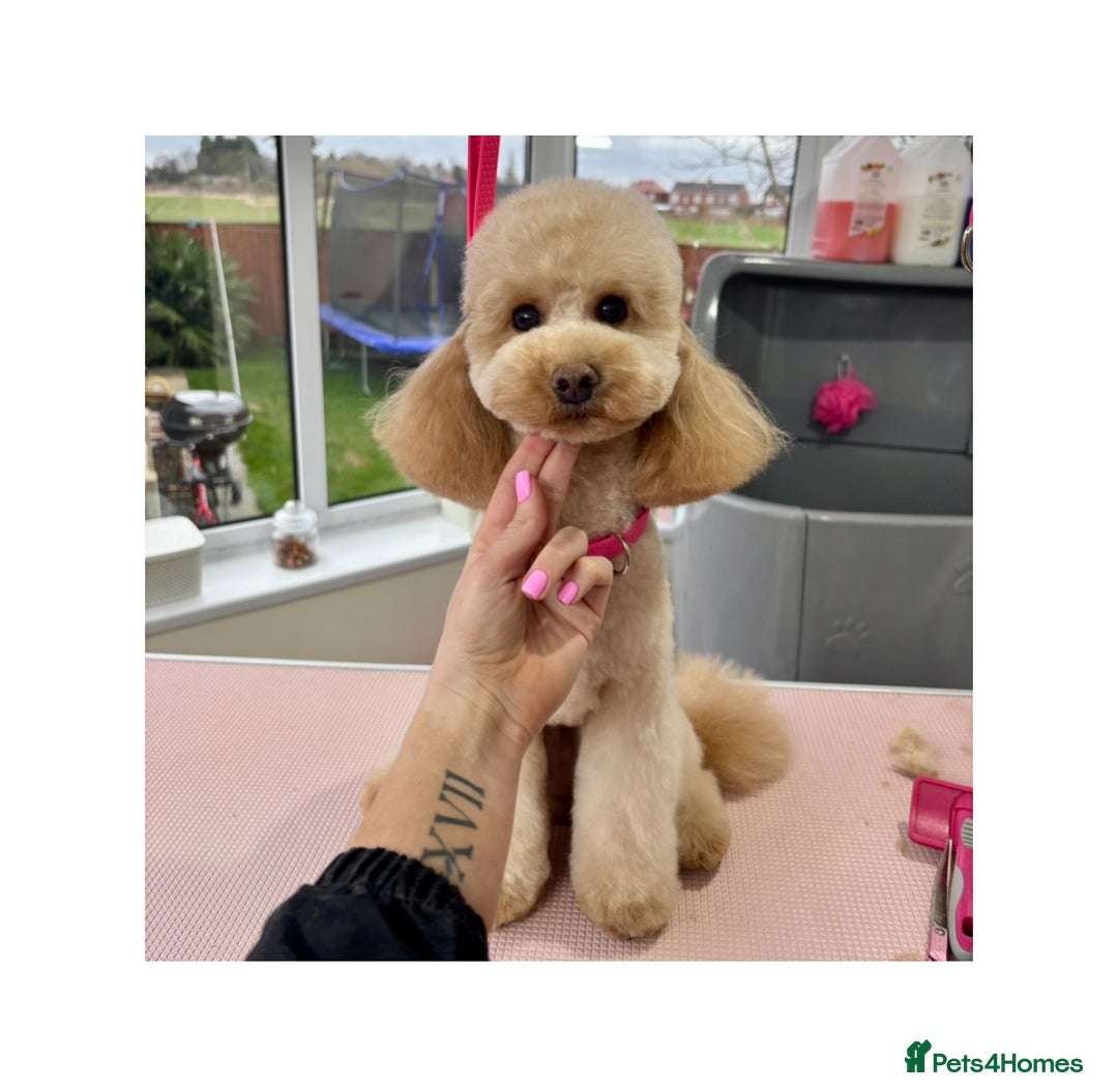 Miniature Poodle dogs for stud: Proven - KC REG MINIATURE POODLE STUD 🐩🐾 in Doncaster - Image 1