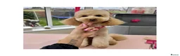 Miniature Poodle dogs for stud: Proven - KC REG MINIATURE POODLE STUD 🐩🐾 in Doncaster - Advert 6