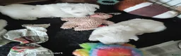 West Highland Terrier dogs for sale: Beautiful west highland terriers  in Wrexham - Advert 5