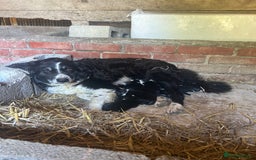 Border Collie dogs for sale: Border collie pups for sale  - Image 11