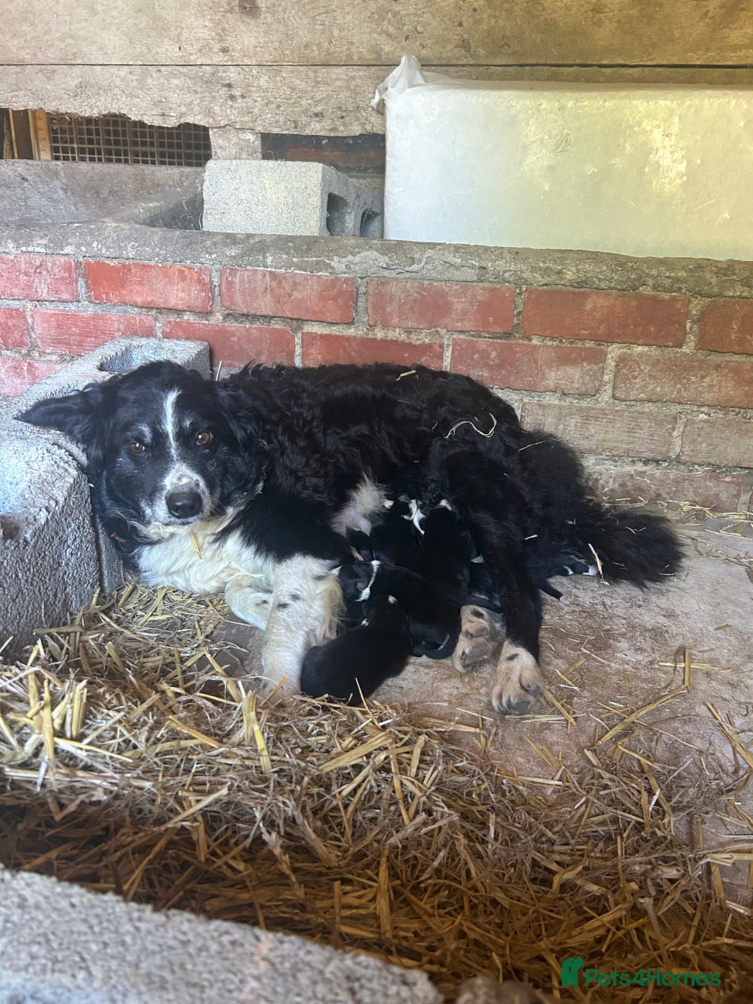Border Collie dogs for sale: Border collie pups for sale  - Image 11