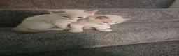 Ragdoll cats for sale: Kitten Ragdoll bicolor- 1 boy and 2 girls  in Fareham - Advert 12