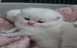 British Shorthair cats for sale: GCCF Chunky Silver tipped health tested parents - Image 21