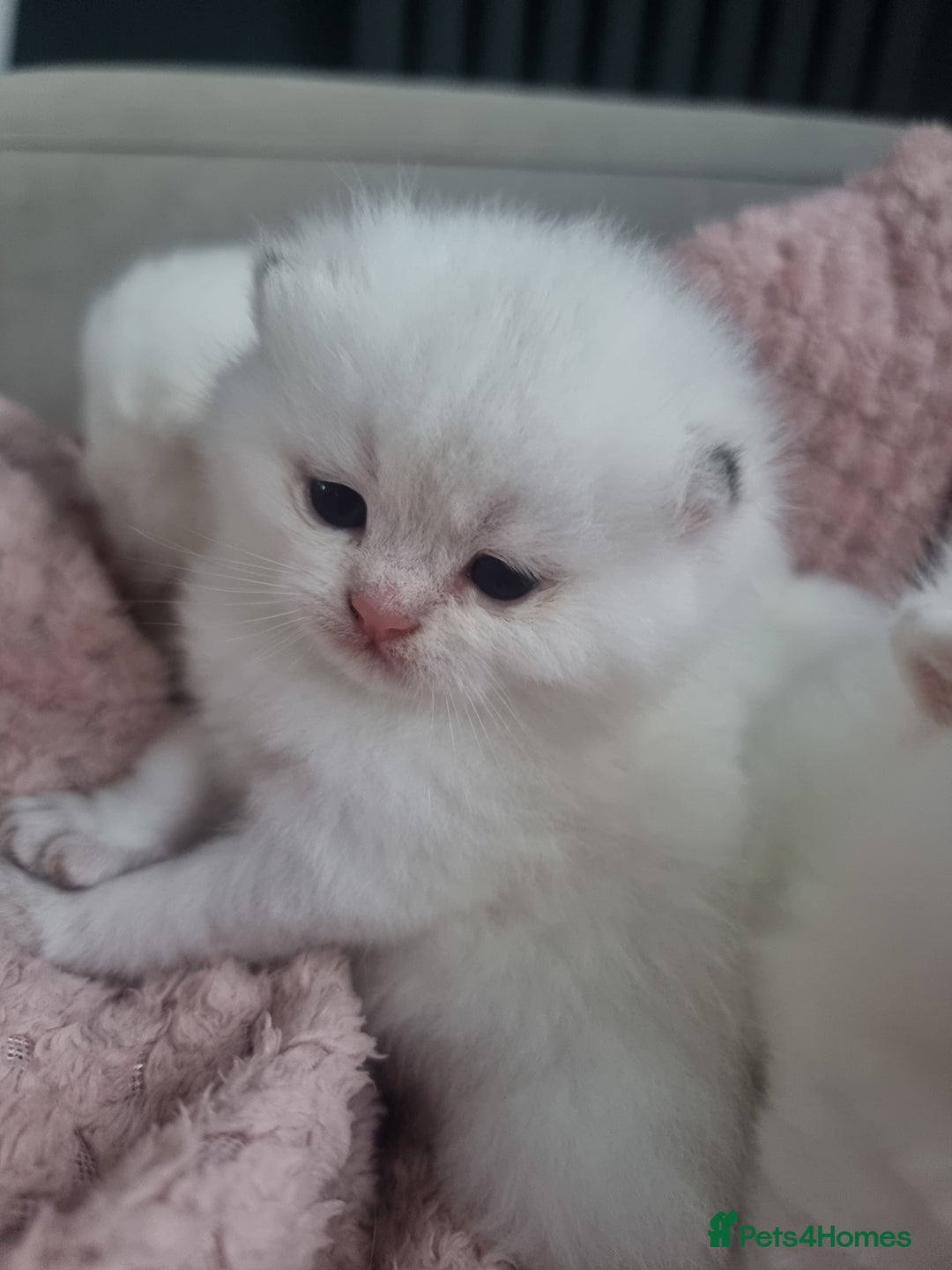 British Shorthair cats for sale: GCCF Chunky Silver tipped health tested parents - Image 21