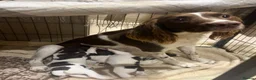 English Springer Spaniel dogs for sale: Pedigree English Springer Spaniels in Chippenham - Advert 2