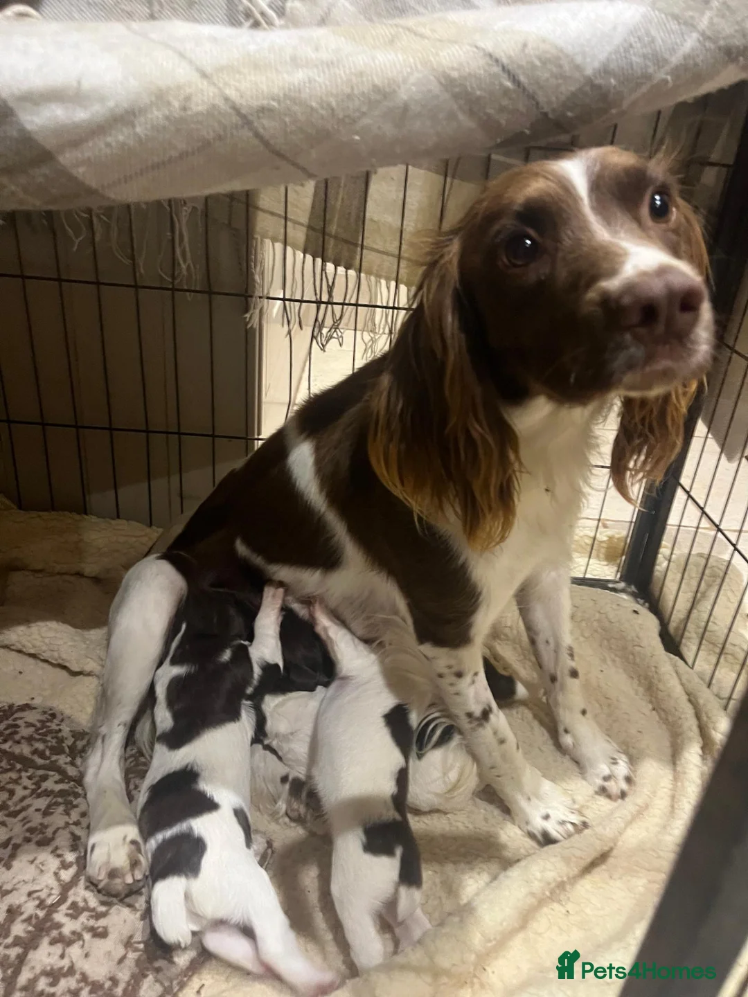 English Springer Spaniel dogs for sale: Pedigree English Springer Spaniels in Chippenham - Advert 2