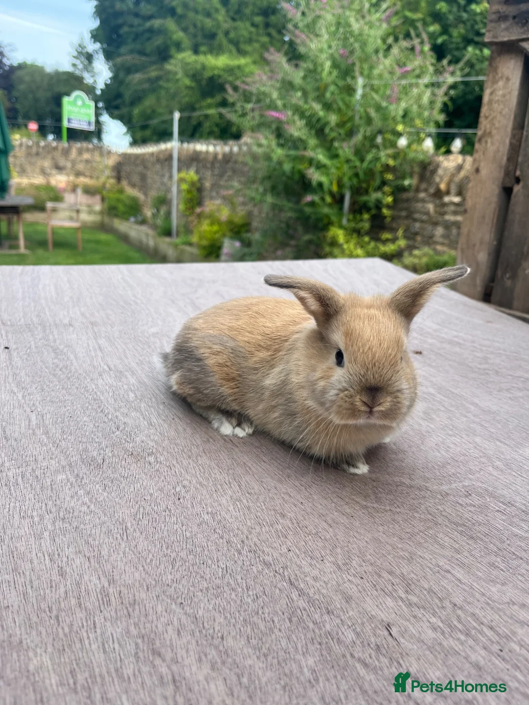 Mini Lop rabbits for sale: Lovely Mini Lop Bunnies  - Advert 8