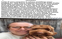 Cockapoo dogs for sale: F1 COCKAPOO PUPPIES 5🌟 LICENSED BREEDER  - Image 19