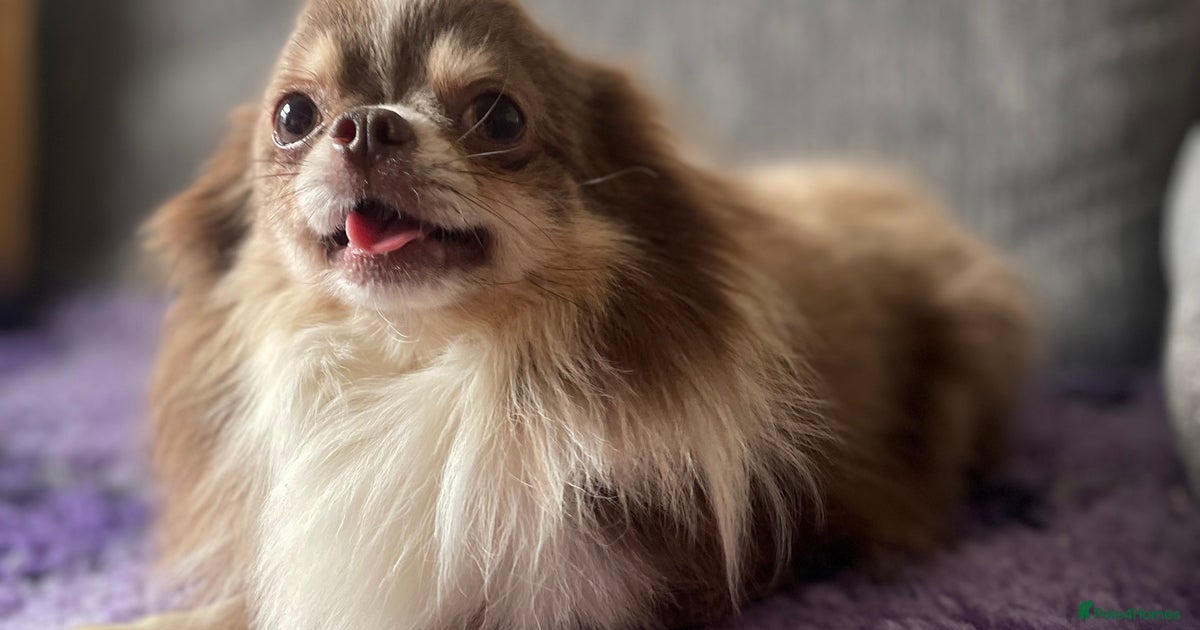 Dog Breeds Chihuahua Dog With Long Hair Small Longhair Chihuahua