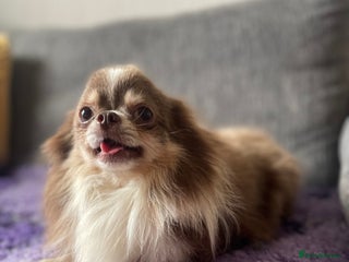 Chihuahua dogs - Advert 3