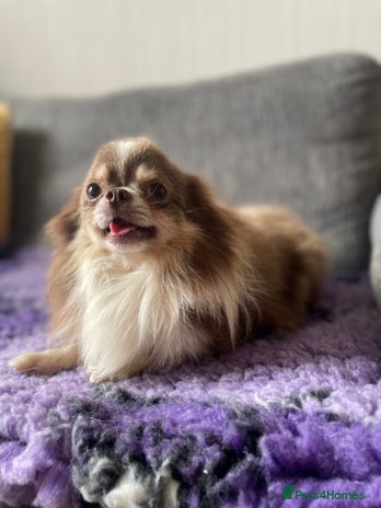 Chihuahua dogs - Advert 1