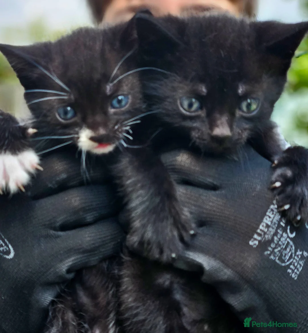 Mixed Breed cats for sale: Boy kittens  - Advert 2