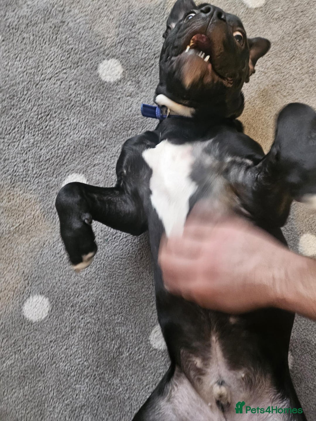 Mixed Breed dogs for sale: Wonderful dog for sale - Advert 28