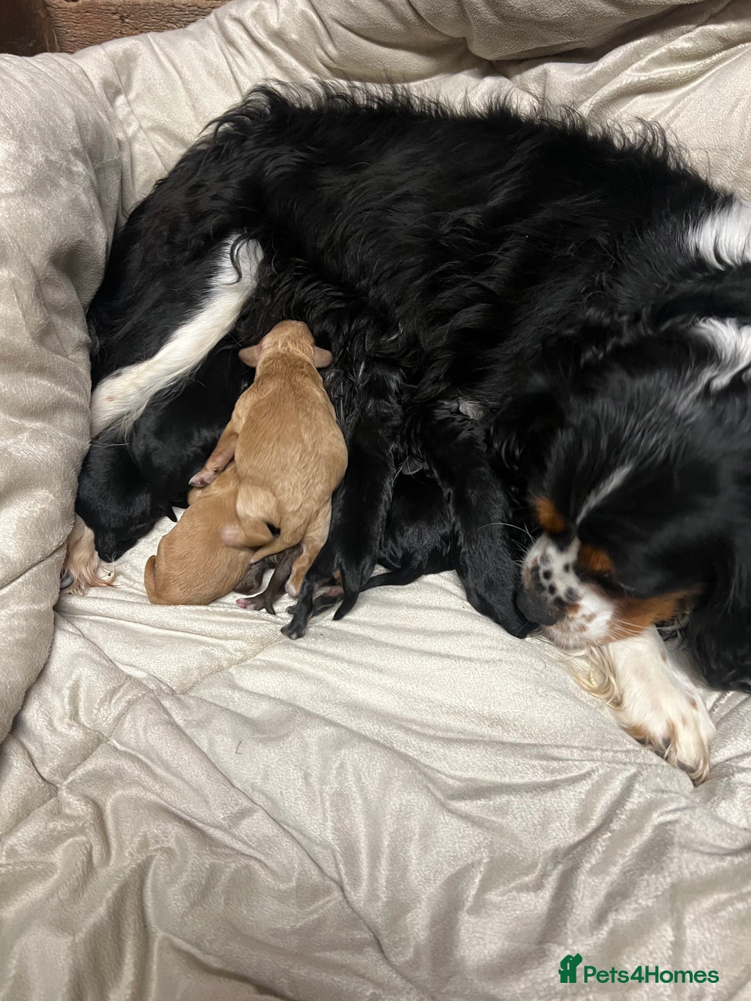 Cavapoo dogs for sale: Cavapoos ready 23rd December 🥰🥰 - Advert 12