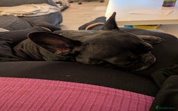 French Bulldog dogs for sale: Winnie the French Bulldog - Advert 7