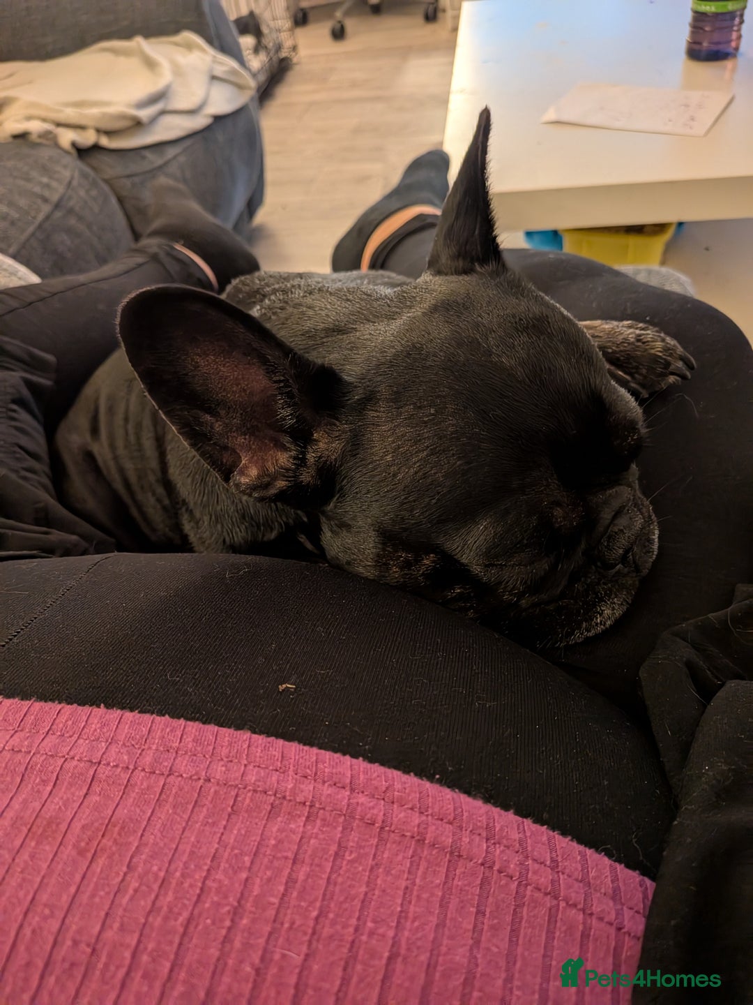 French Bulldog dogs for sale: Winnie the French Bulldog - Advert 7