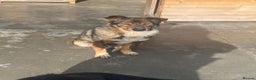 Mixed Breed dogs for adoption: Toshko, approx 10 yrs. Available for adoption. - Advert 5