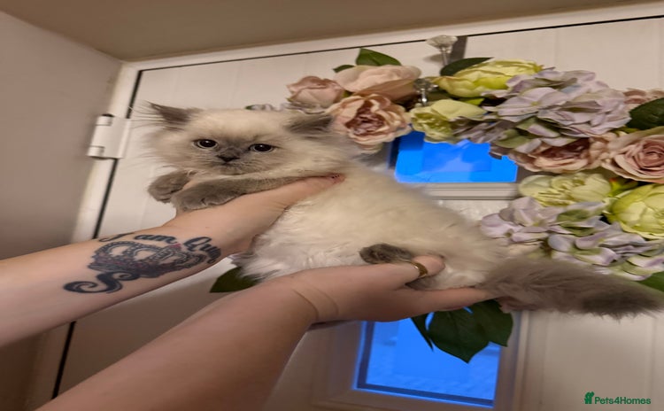 Persian cats - Advert 2