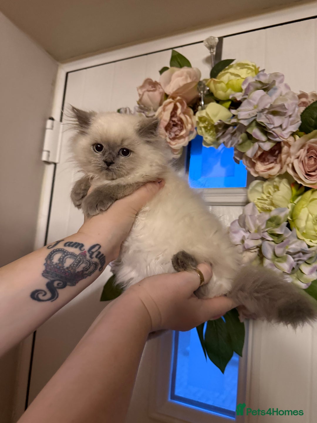 Persian cats for sale: Persians  - Image 1