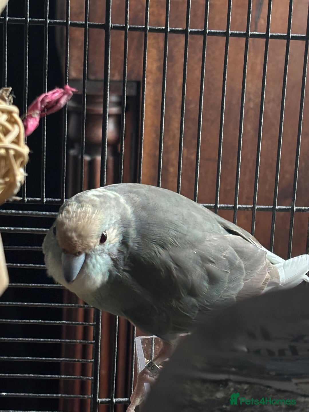 Parakeets birds for sale: Blue/Grey Kakariki - Advert 2