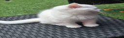 British Shorthair cats for sale: Beautiful British Shorthair Longhair Kittens TICA - Advert 10