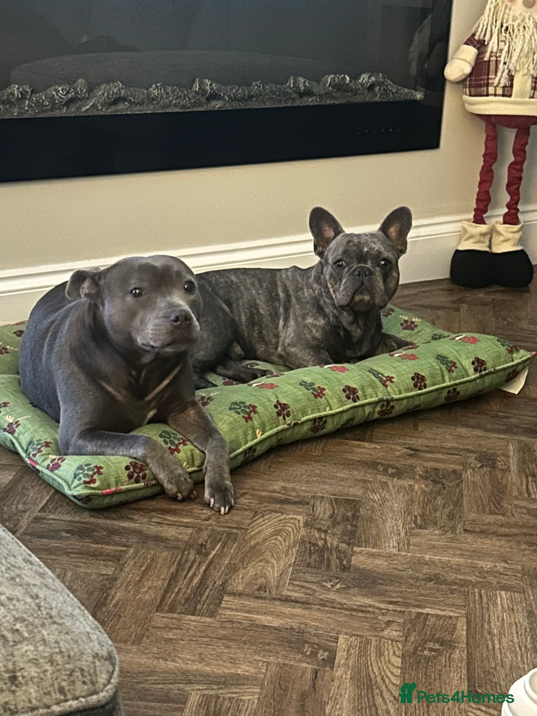 French Bulldog dogs for stud: frenchbulldog for stud   - Advert 3