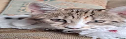 Domestic Shorthair cats for sale: Beautiful tri-colour calico tabby girl in Harlow - Advert 13