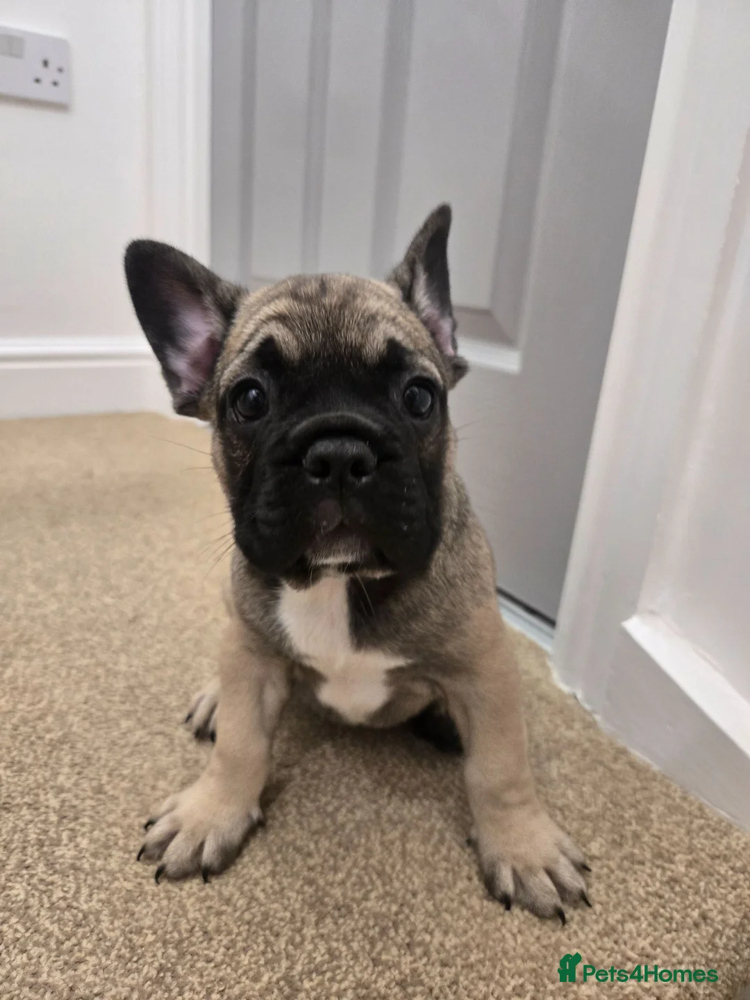 French Bulldog dogs for sale:  Fremch bull  1  boy left price reduced  - Advert 1