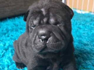 Shar Pei dogs - Advert 2