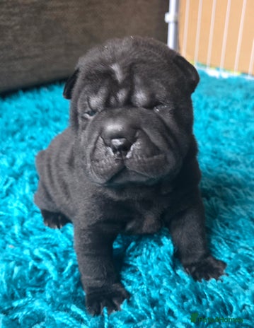 Shar Pei dogs - Advert 6