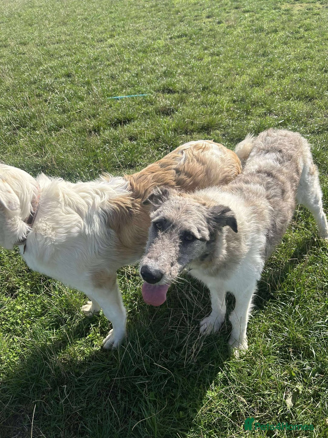 Mixed Breed dogs for adoption: Perfect PICKLE - Image 6